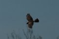 Harriss's Hawk 2014-01-25 (1)